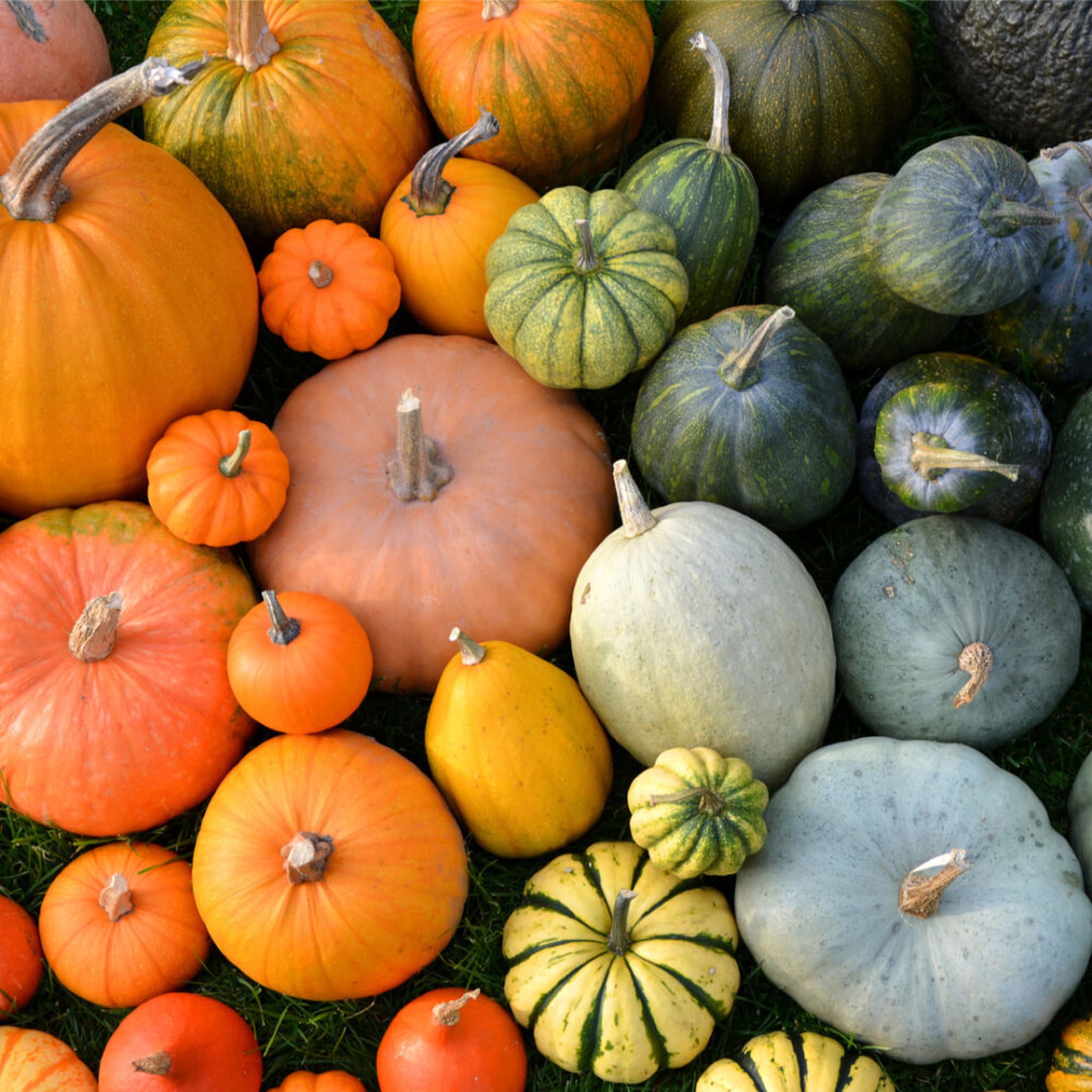 Organic Assorted UK Squash